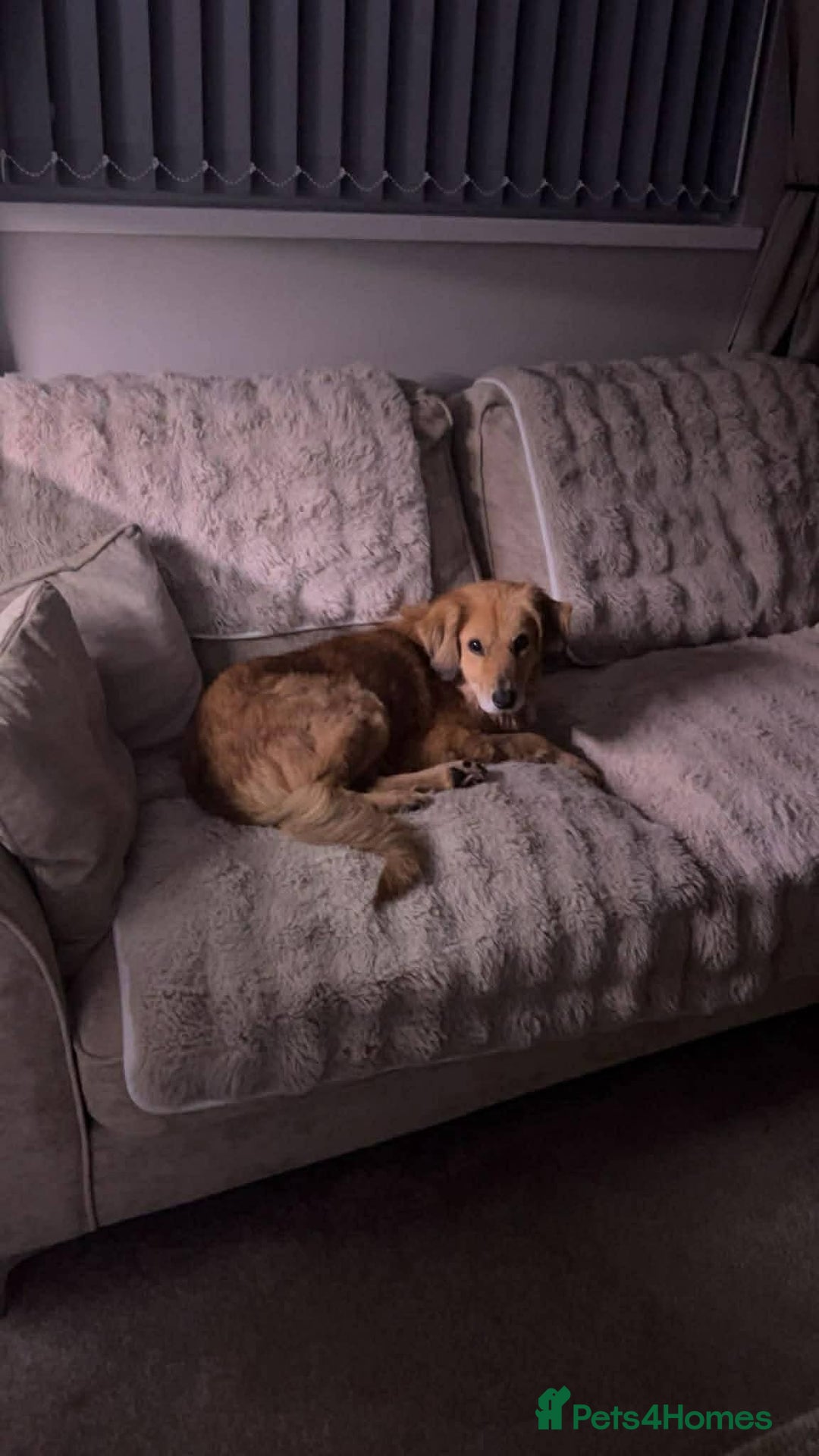 Mixed Breed dogs for adoption: Meet Twiggy,currently residing in Yorkshire  - Advert 6