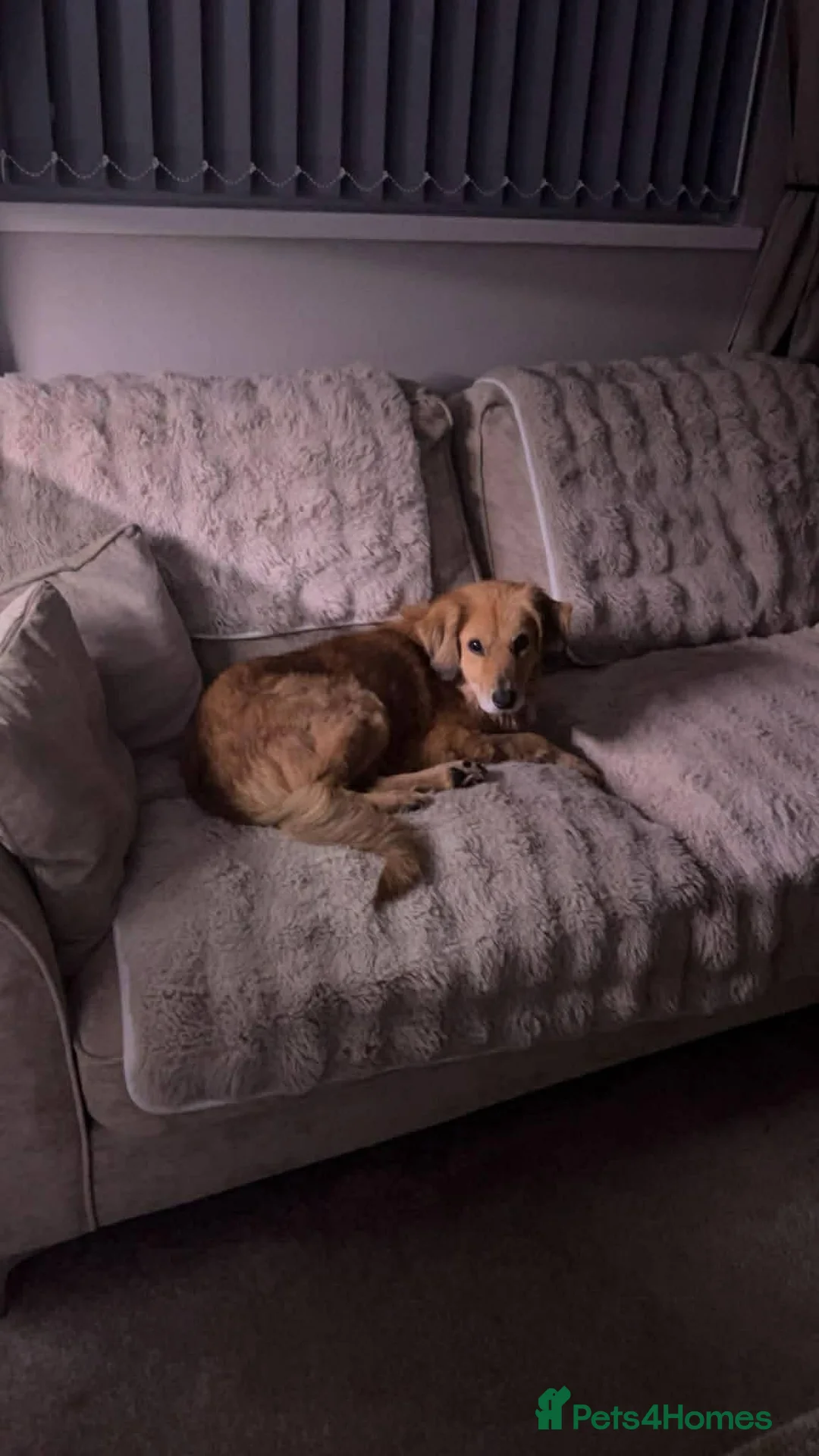 Mixed Breed dogs for adoption: Meet Twiggy,currently residing in Yorkshire  - Advert 6