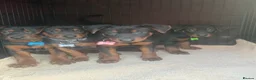 Chinese Red Dog dogs for sale: 2 CHINESE RED DOG GIRLS LEFT 🇨🇳 🐶 ( AVAILABLE ) - Advert 3