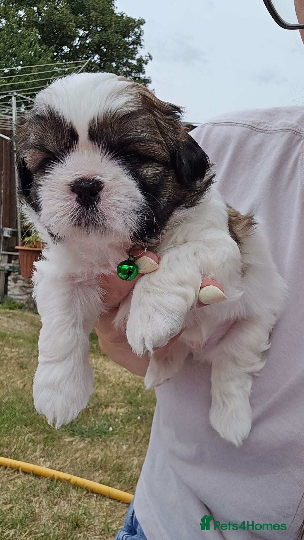 Shih Tzu dogs Two Beautiful Shih Tzu Boys for Sale - Advert 18