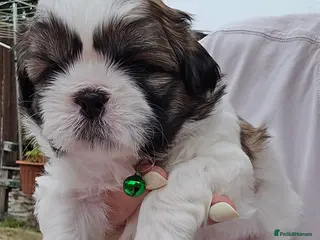 Shih Tzu dogs Two Beautiful Shih Tzu Boys for Sale - Advert 18