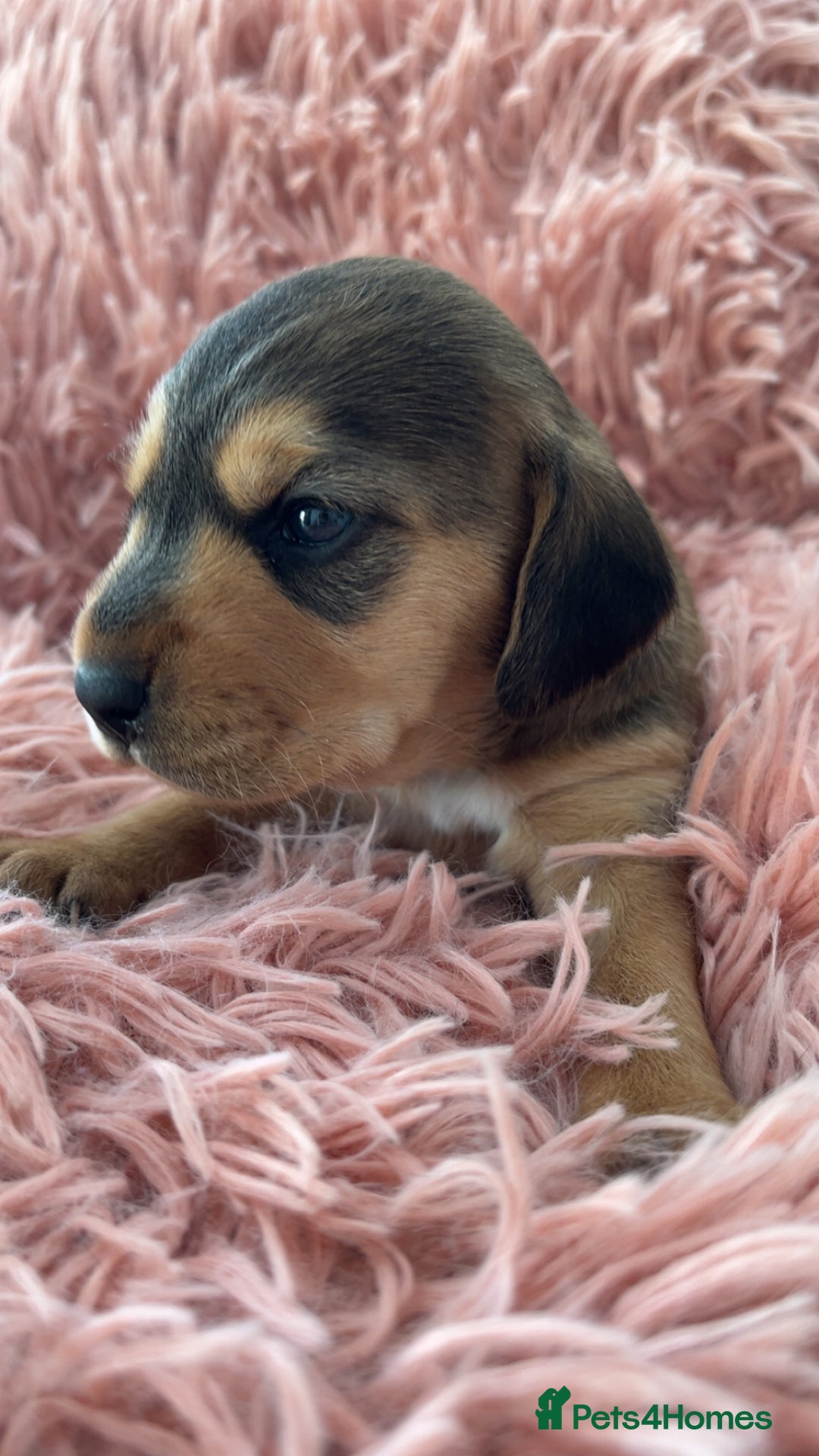 Mixed Breed dogs for sale: Gorgeous Patterdale x cocker spaniel  - Image 9