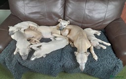 Whippet dogs for sale: Whippet pup's high quality Cruft winning bloodline - Image 8