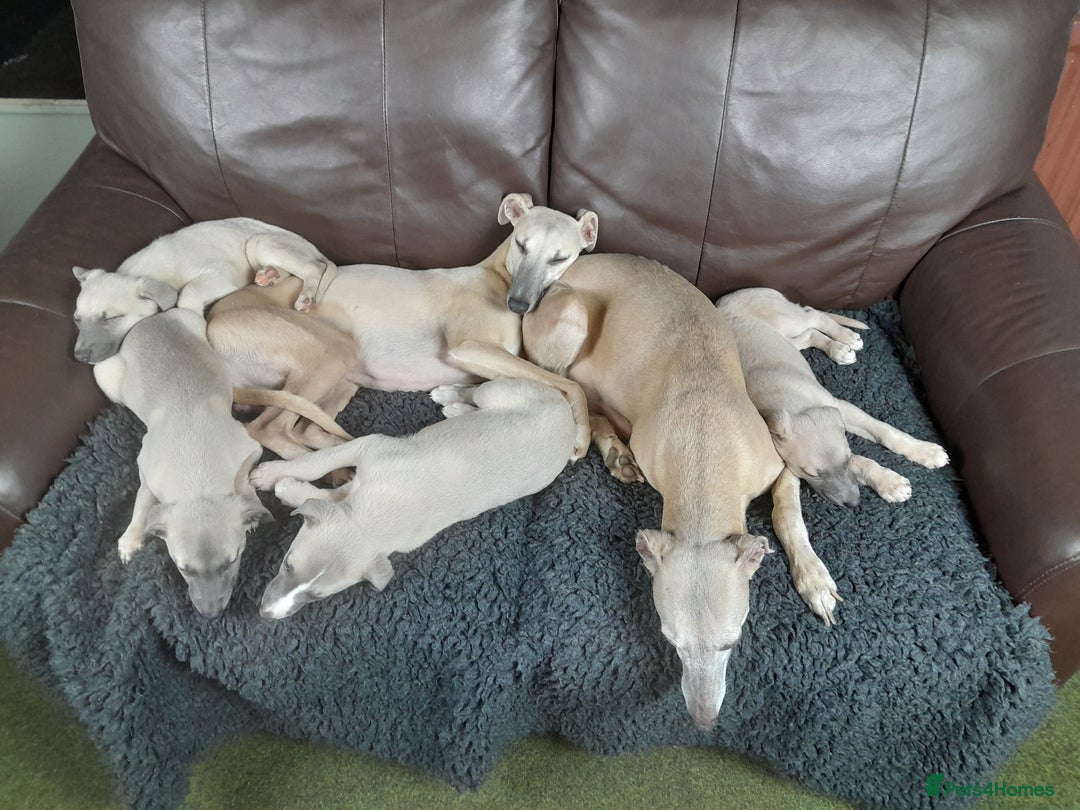 Whippet dogs for sale: Whippet pup's high quality Cruft winning bloodline - Image 8
