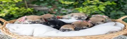 Japanese Shiba Inu dogs for sale: Outstanding original japanice Shiba Inu puppies  - Advert 6