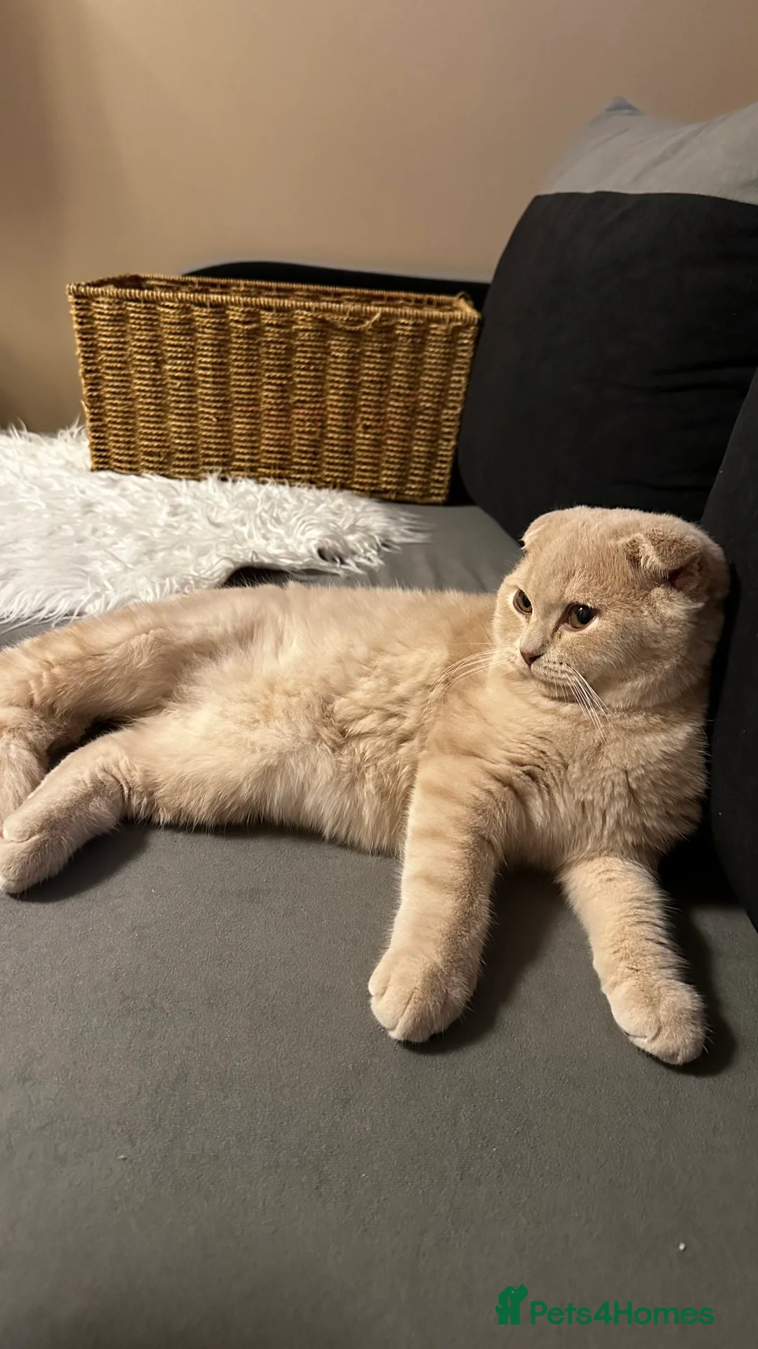 Scottish Fold cats for stud: Fantastic Cream Scottish fold for stud duties  in Derby - Advert 4