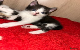 Mixed Breed cats for sale: Kittens  in Lincoln - Image 14