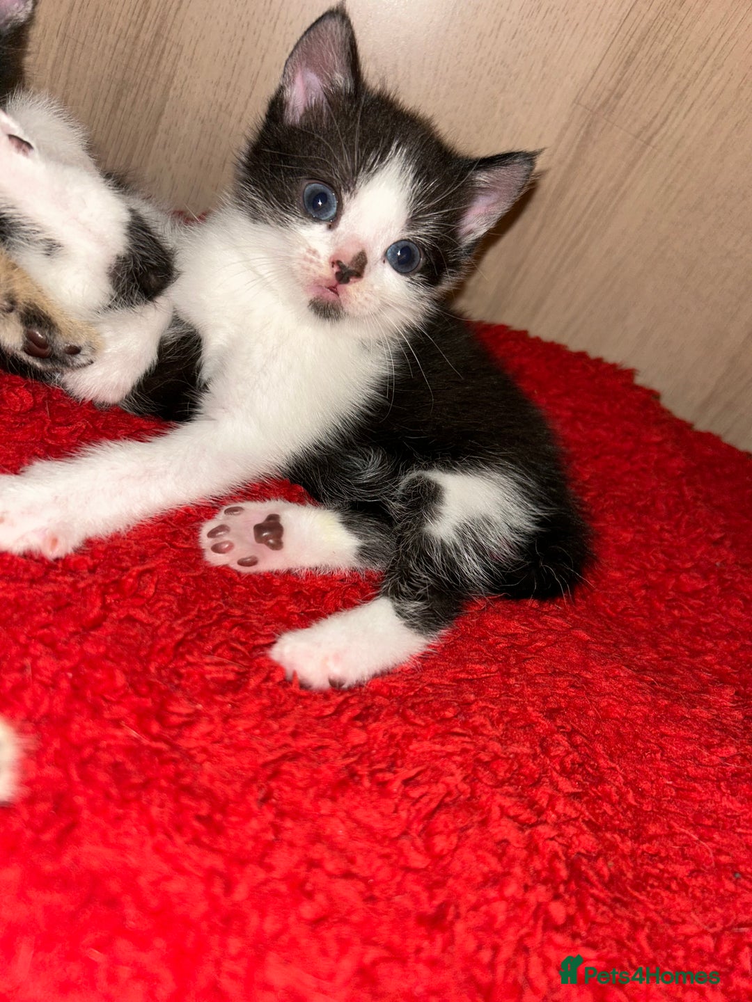 Mixed Breed cats for sale: Kittens  in Lincoln - Image 14