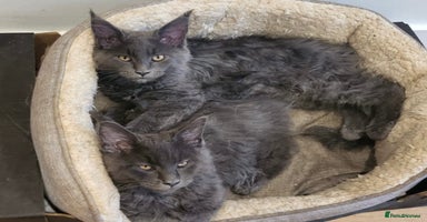 Maine Coon cats - Advert 13