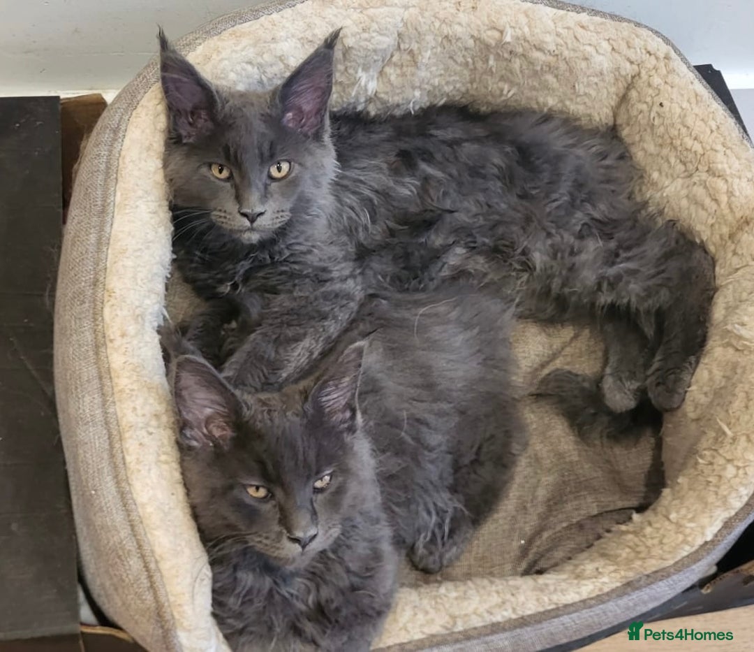 Maine Coon cats for sale: STUNNING MAINE COON SMOKE (tica activereg ) - Image 3