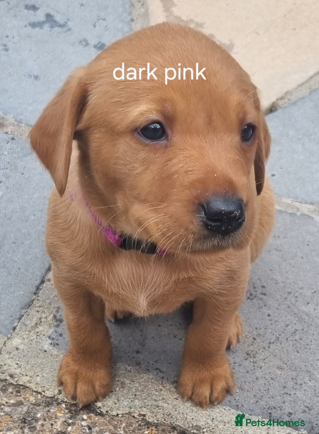 Labrador Retriever dogs Fox Red puppies kc reg working parents - Advert 2