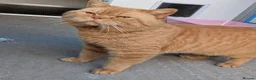 British Shorthair cats for stud: Champion Proven British Shorthair  - Advert 4