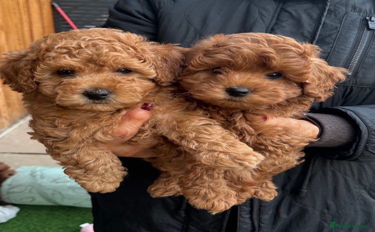 Cavapoo dogs - Advert 5