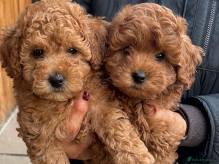 Cavapoo dogs - Advert 3