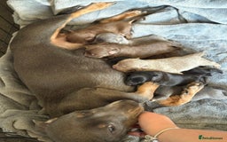 Mixed Breed dogs for sale: 9 beautiful dachshund cross poms - Image 28
