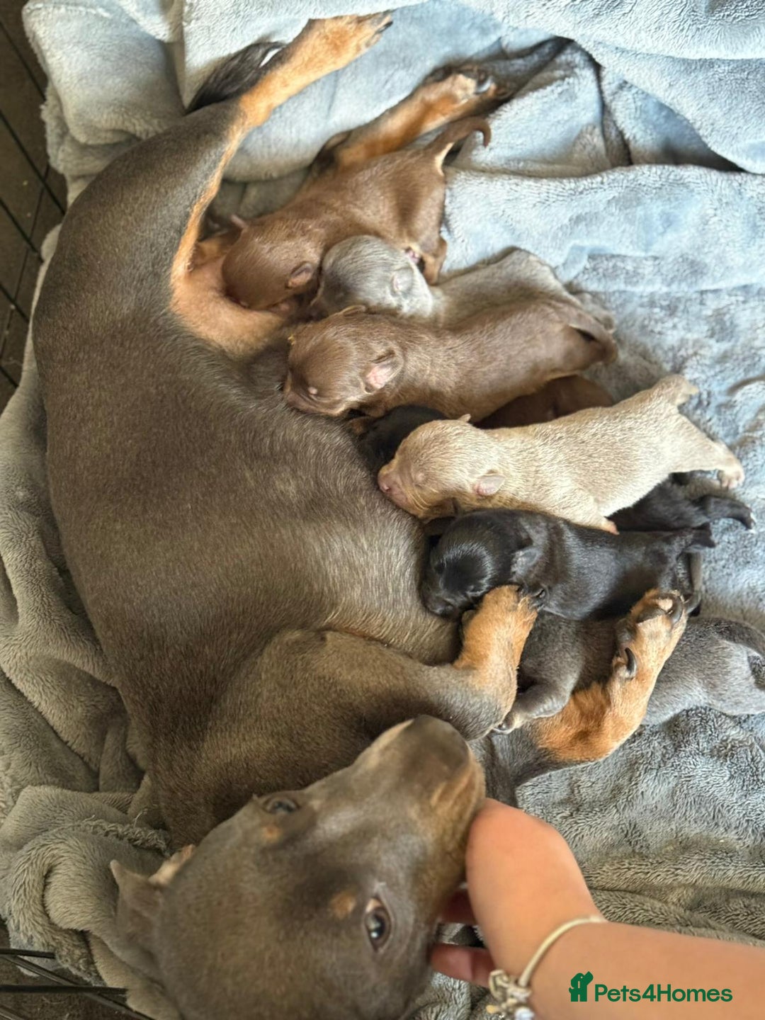 Mixed Breed dogs for sale: 9 beautiful dachshund cross poms - Image 28
