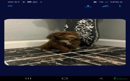 Cockapoo dogs for sale: Cockerpoos 1 boys left DROPPED 650 - Image 14