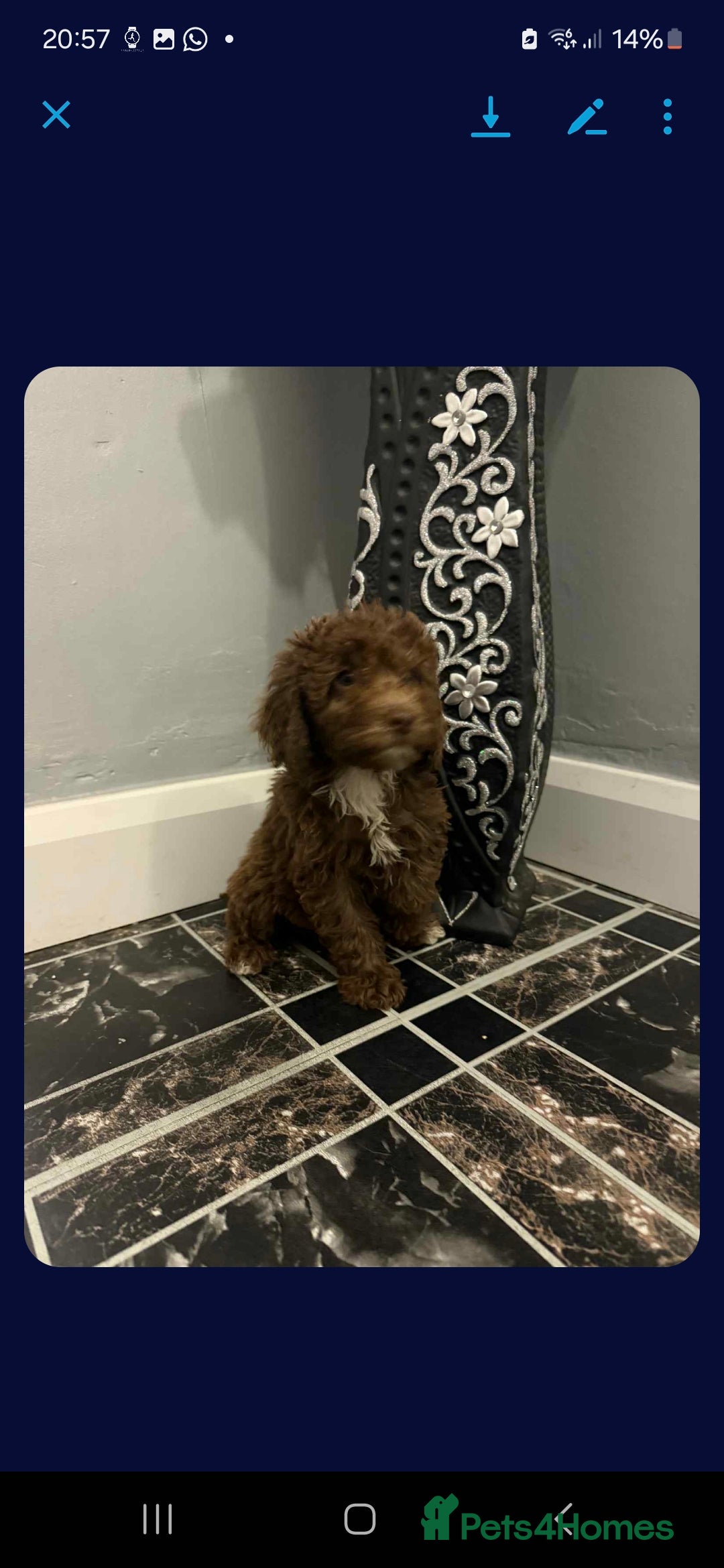 Cockapoo dogs for sale: Cockerpoos 1 boys left DROPPED 650 - Image 14