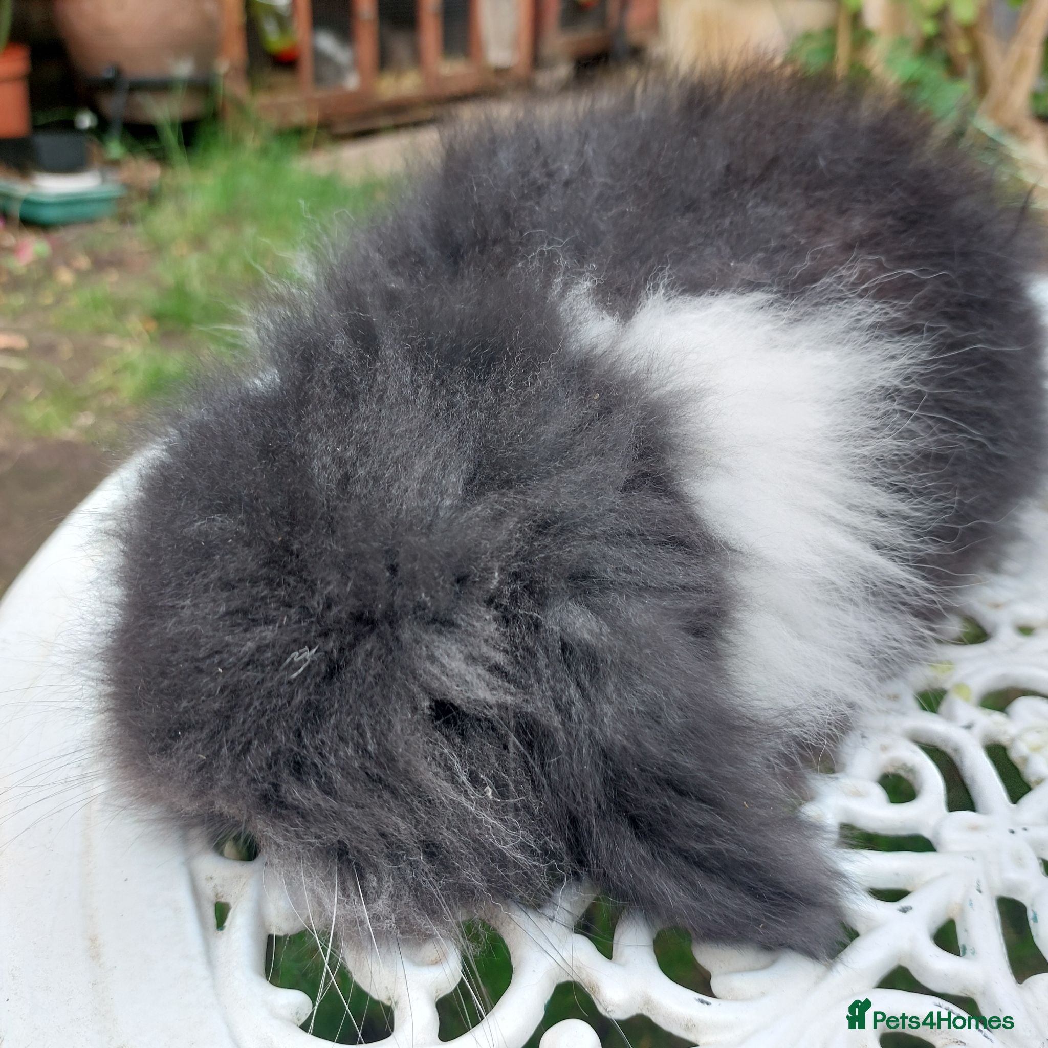 Angora rabbits TEDDYWIDDER BABIES  - Advert 14