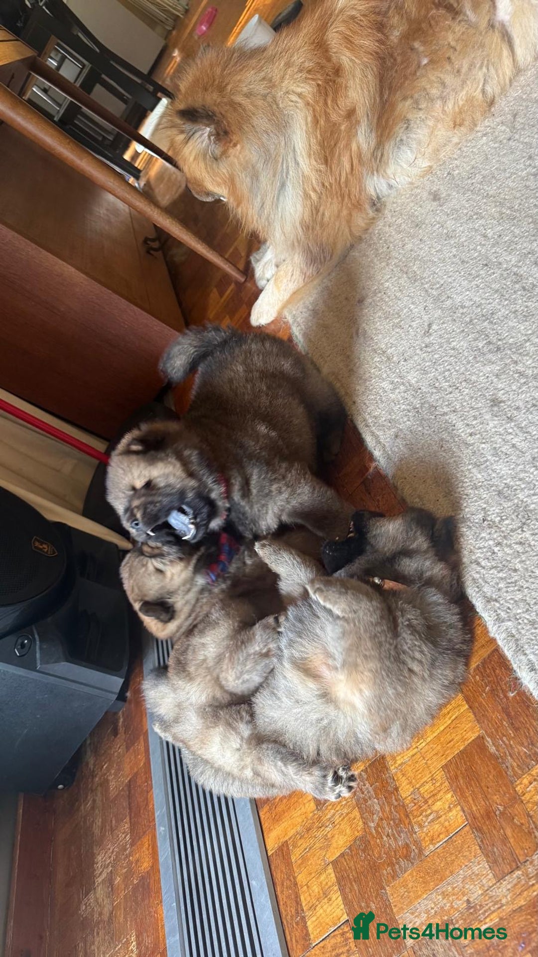 Chow Chow dogs for sale: Puppies looking for new home - Image 5