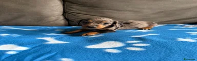 Dachshund 4