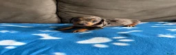 Dachshund dogs for sale: 4 playful dachshund pups  - Advert 10