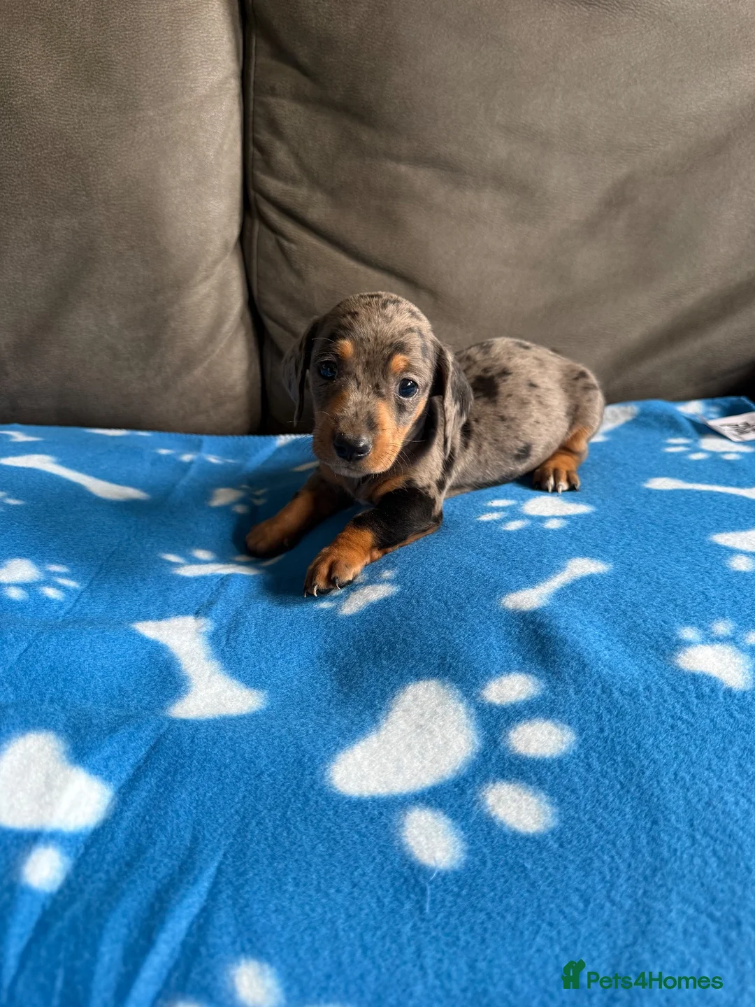 Dachshund dogs for sale: 4 playful dachshund pups  - Advert 10