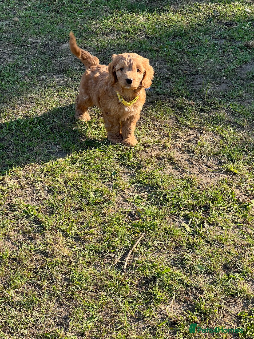 Cockapoo dogs for sale: 🐾 WAITING LISTS OPEN FOR F1 COCKAPOOS 🐾 - Image 13