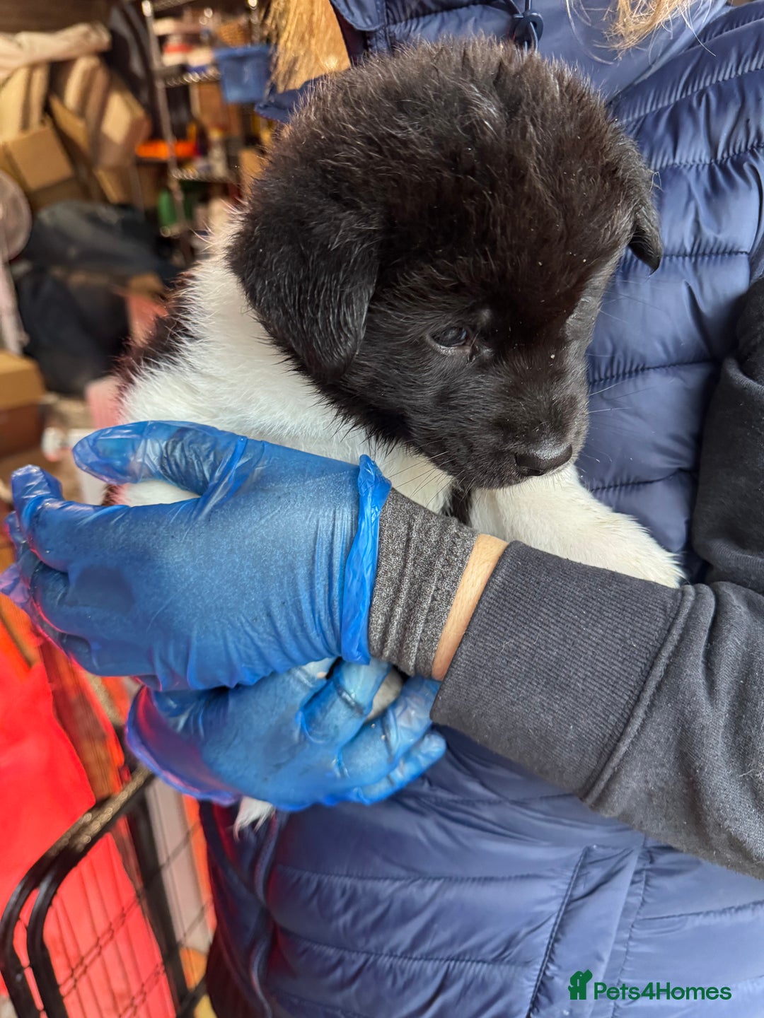 Akita dogs for sale: Black Mask American Akita Puppies - Advert 35