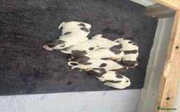 English Springer Spaniel dogs for sale: Springer spaniel puppies - Image 5