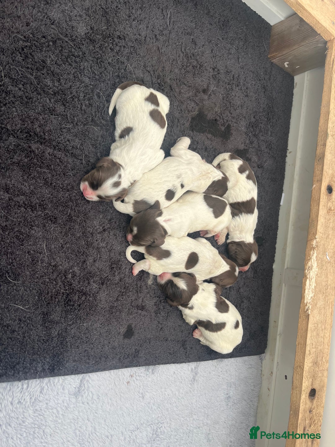English Springer Spaniel dogs for sale: Springer spaniel puppies - Image 5