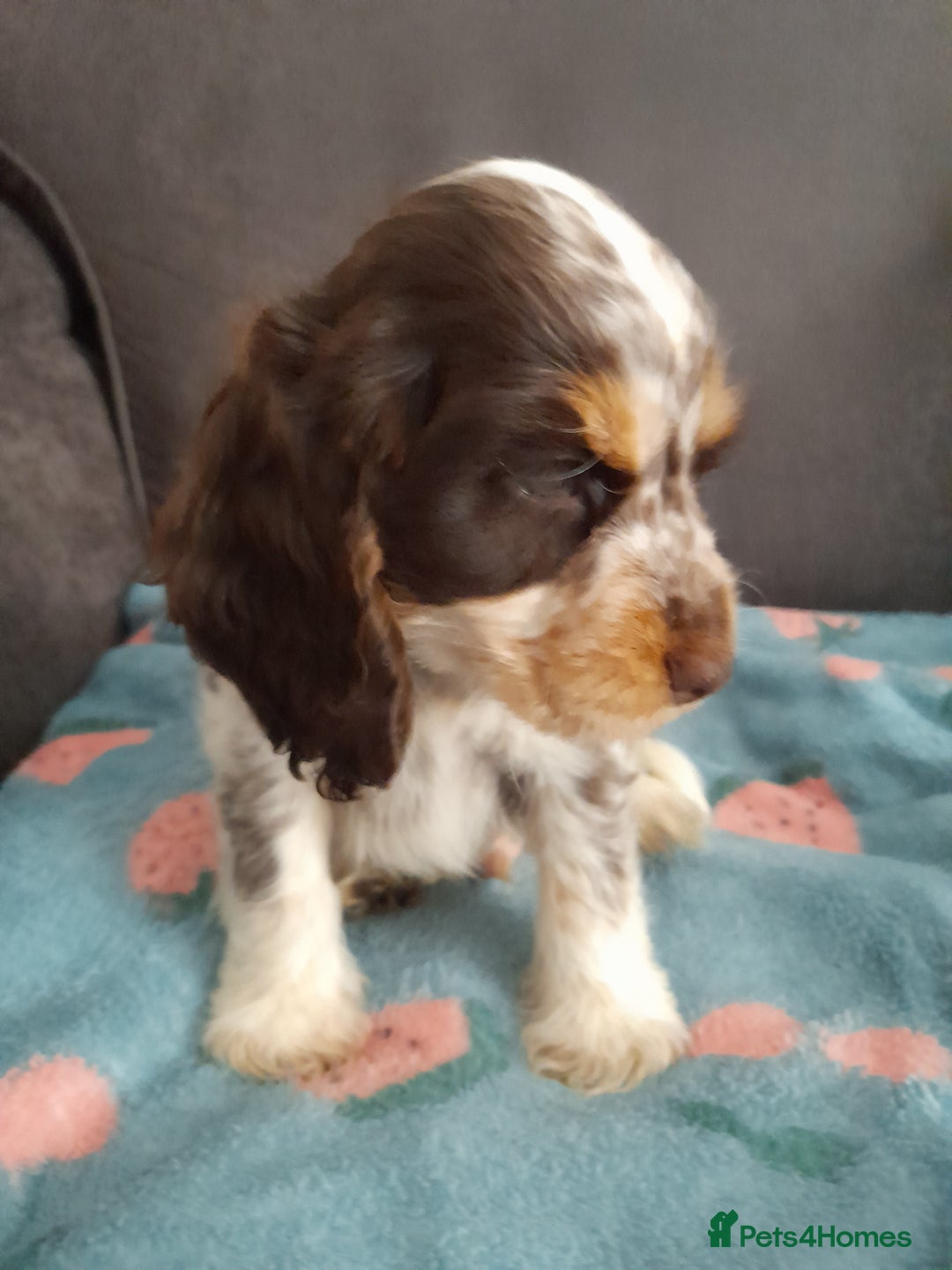 Cocker Spaniel dogs for sale: Beautiful kc reg show cocker puppies Ready Now - Image 9