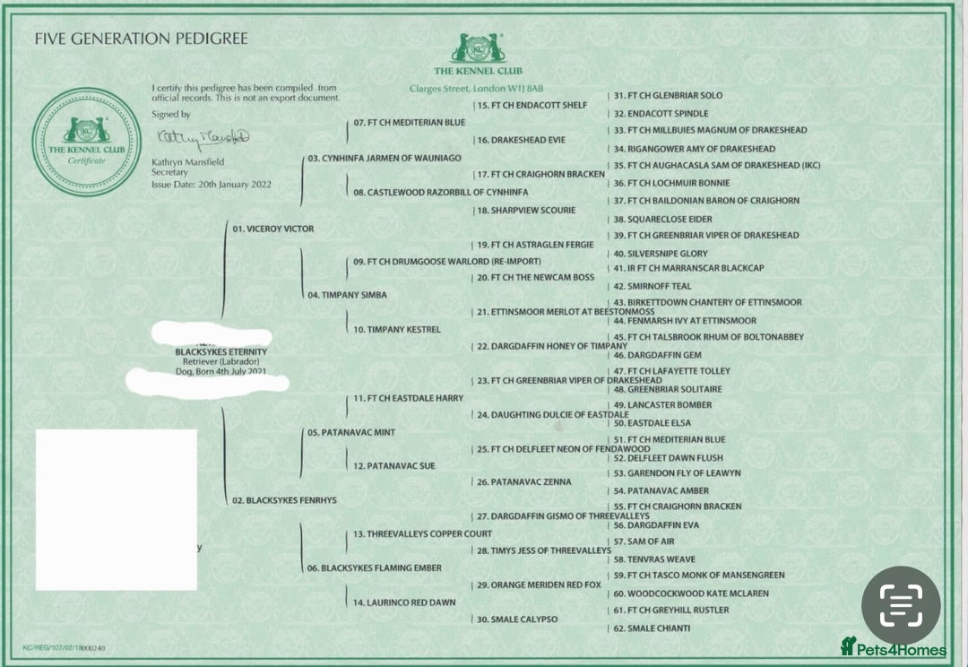 Labrador Retriever dogs for sale: Labrador Retriever Puppies - Raised in Family Home - Advert 25