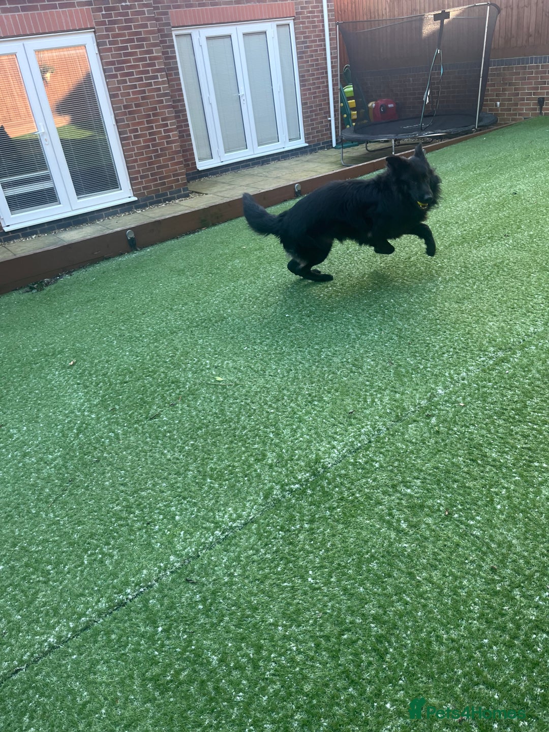 German Shepherd dogs for sale: Black German Shepherd - Advert 3