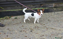 Jack Russell dogs for stud: Jack Russell Stud Dog - Image 1