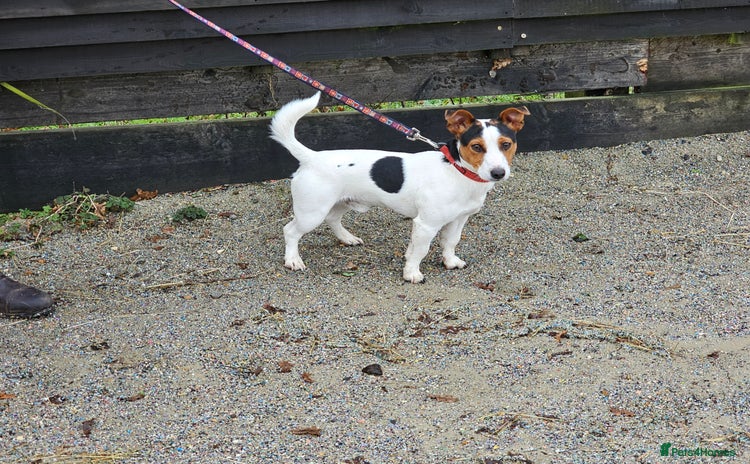 Jack Russell dogs - Advert 1