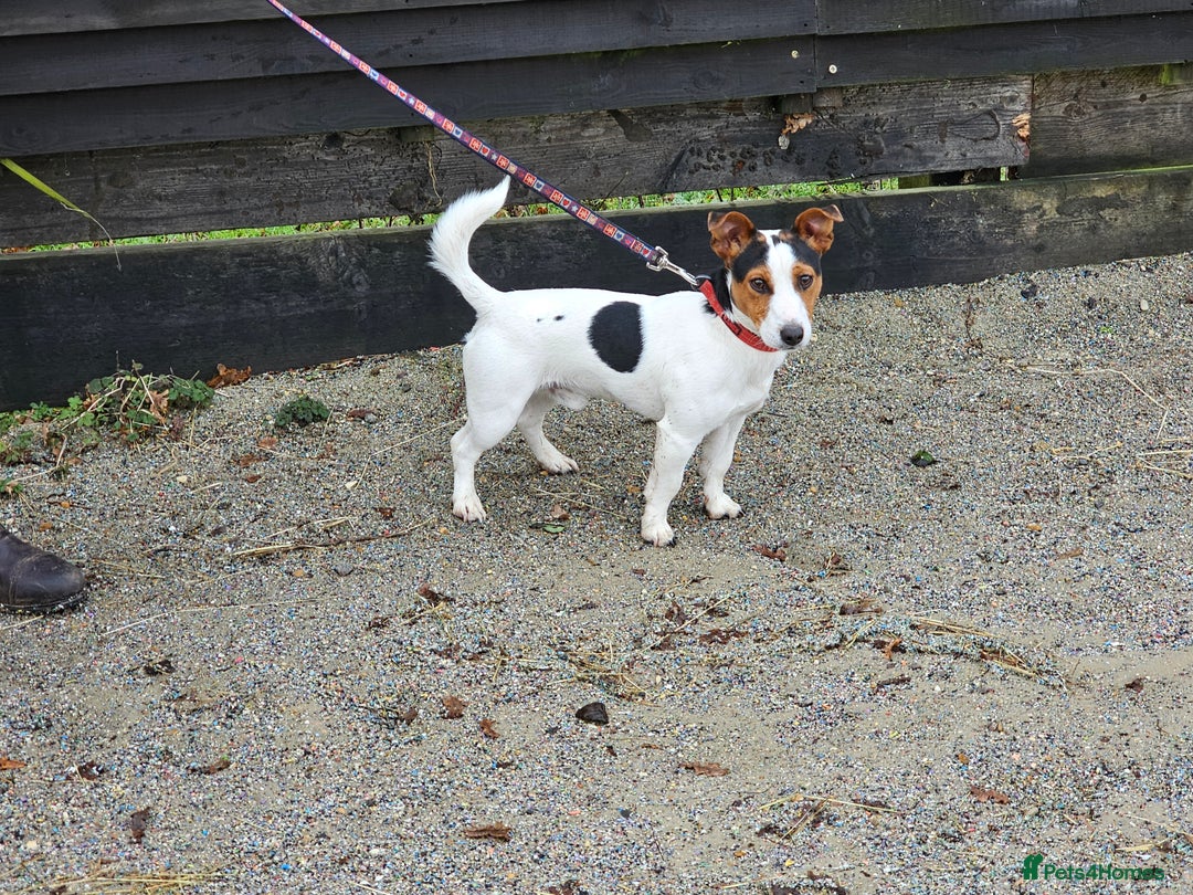 Jack Russell dogs for stud: Jack Russell Stud Dog - Image 1