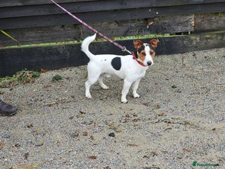 Jack Russell dogs - Advert 15