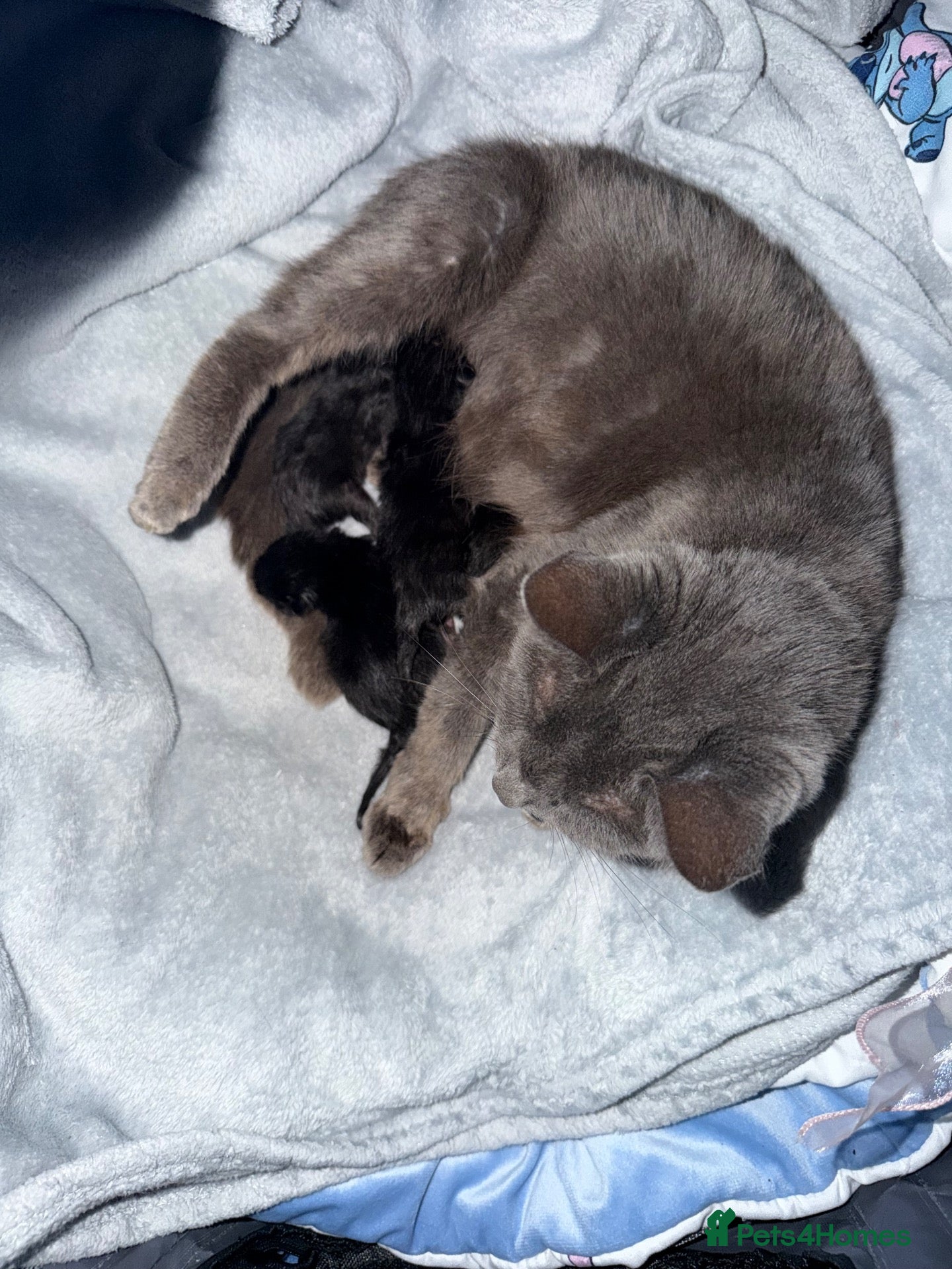 Mixed Breed cats for sale: Four beautiful little black cats  - Advert 1