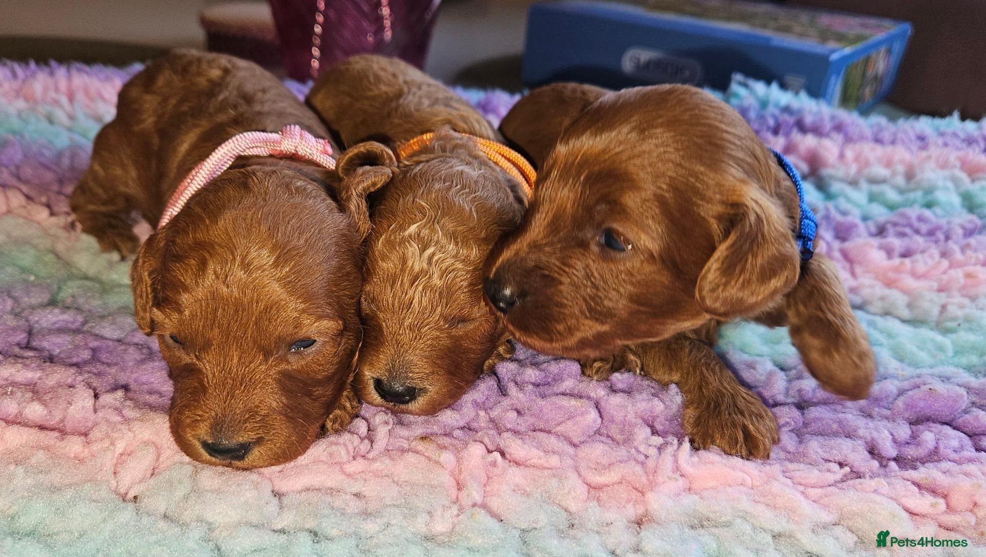 Cavapoo dogs Licensed breeder 2 girls, toy red cavapoo pups  - Advert 1