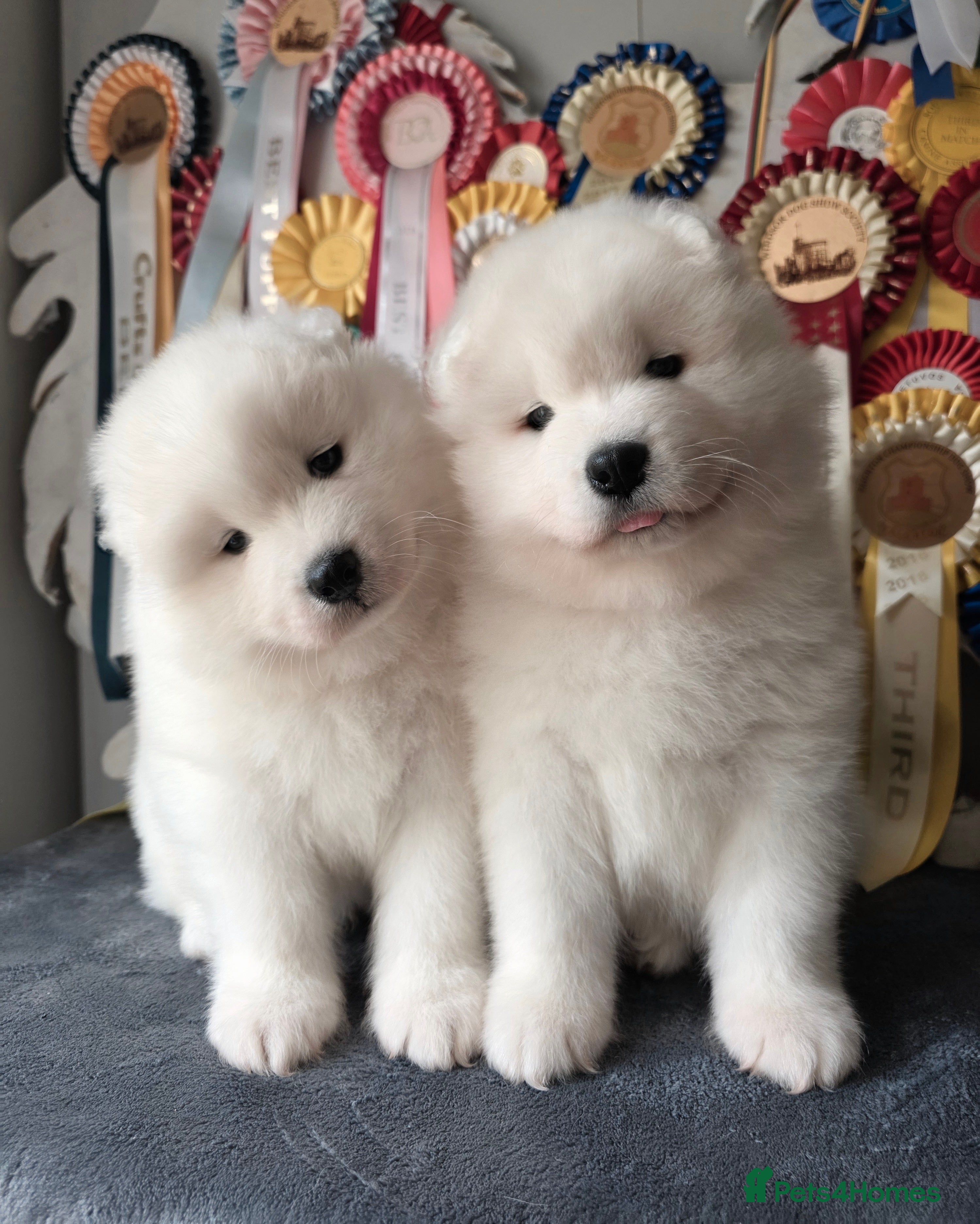 Samoyed dogs RKC Samoyed Puppies – Champion Bloodlines - Advert 14