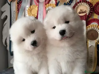Samoyed dogs RKC Samoyed Puppies – Champion Bloodlines - Advert 14