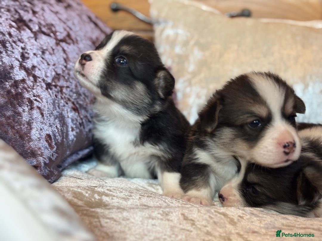 Welsh Corgi Pembroke dogs for sale: Pedigree, health tested parents, licensed breeder - Image 21