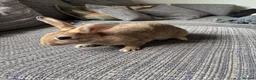 Mixed Breed rabbits for sale: Only 2 left Himalayan x lop bunnies ready to go  - Advert 3