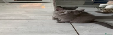 British Shorthair 6 Boy 