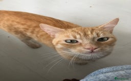 Bengal cats for sale: 2 year old cat male  - Image 1
