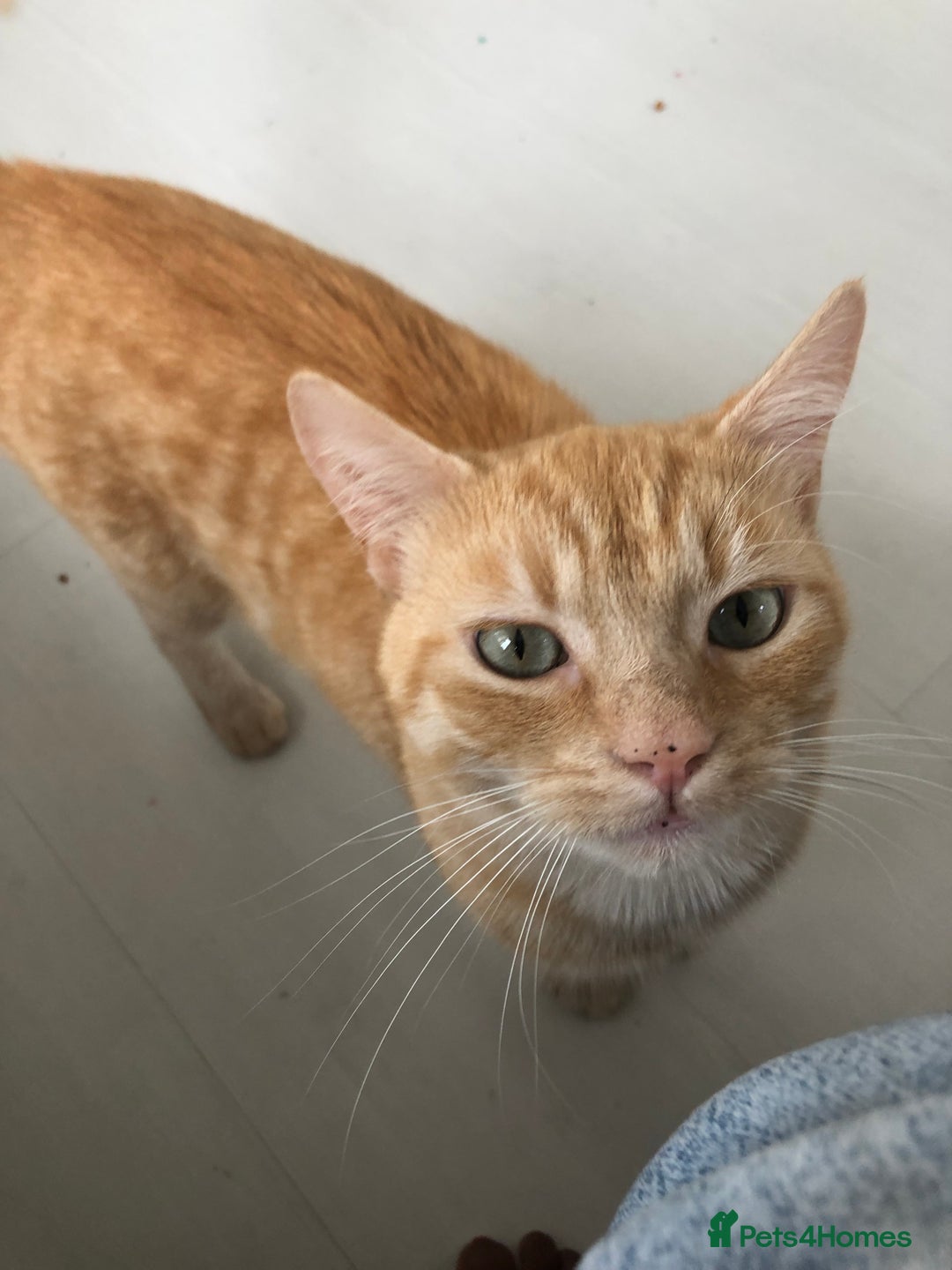 Bengal cats for sale: 2 year old cat male  - Image 1