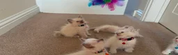 Ragdoll cats for sale: Purebred Ragdol Kitten - DNA Verified 100% - Advert 7
