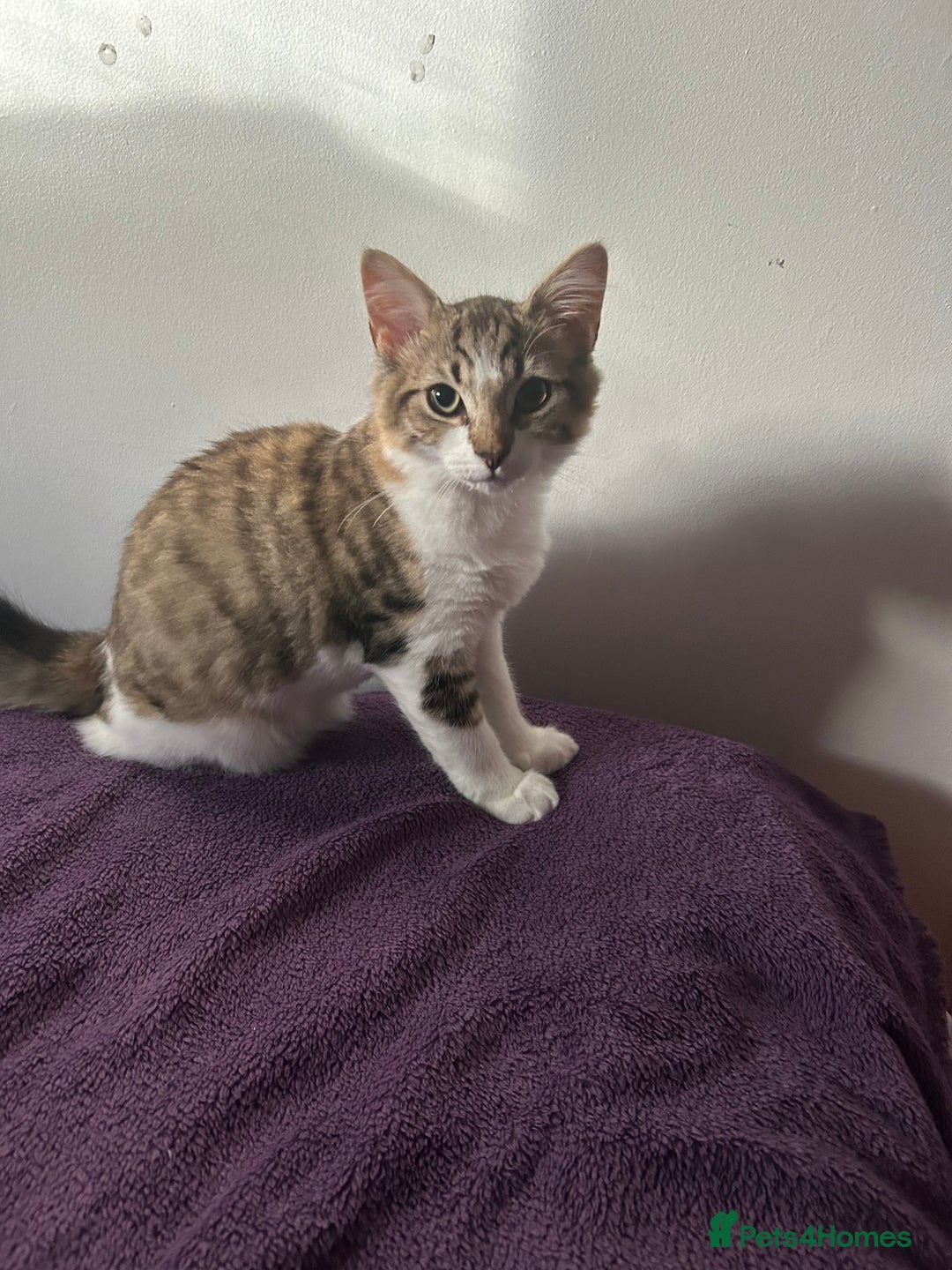 Mixed Breed cats for sale: Mixed Main coon and Tabby - Advert 6