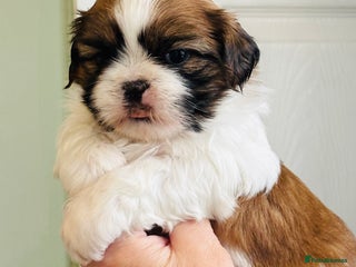 Shih Tzu dogs Beautiful shih tzu babies - Advert 11